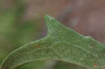 Kidneyleaf rosinweed